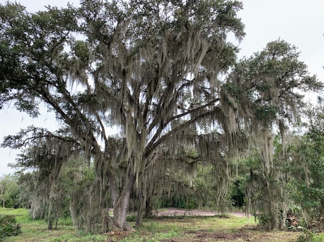 Florida Recreational Land Camping Atving Lots For Sale off roading Suburban Estates Holopaw