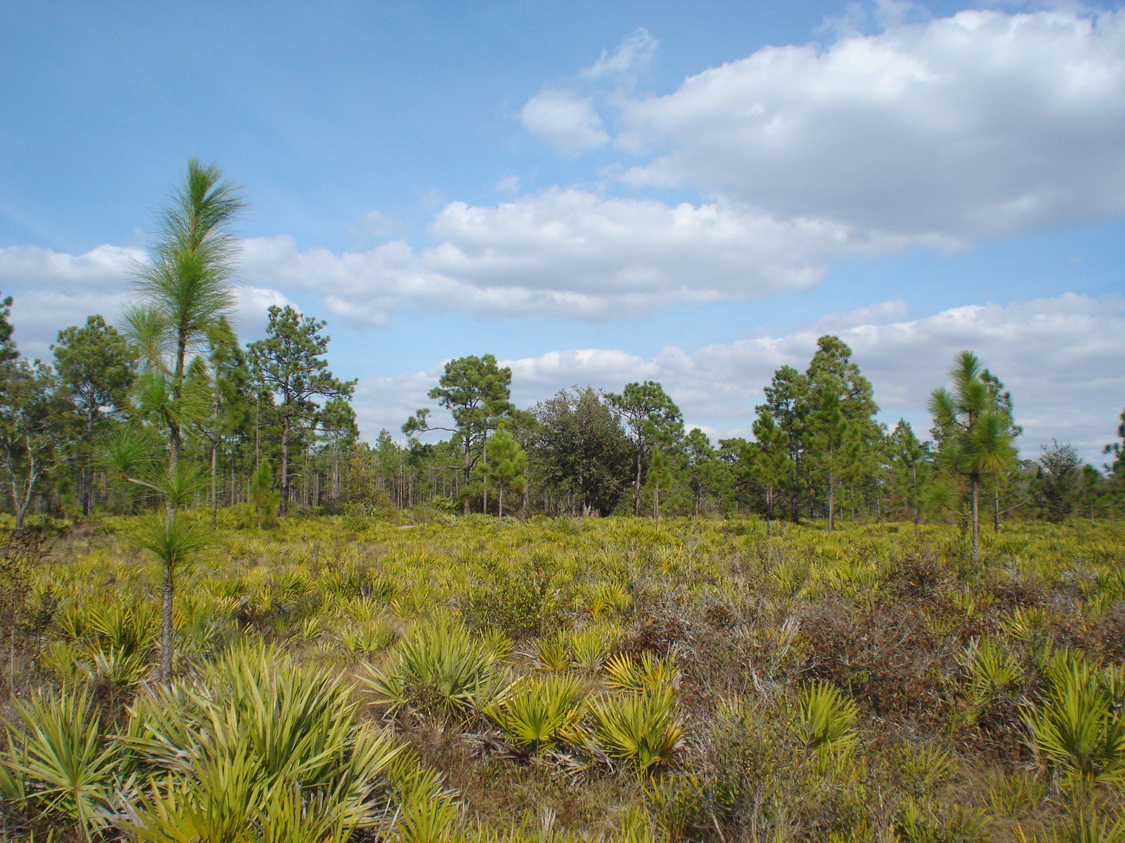 Holopaw Florida Suburban Estates FL Dry lot for sale