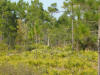 Suburban Estates Holopaw Florida St Cloud FL