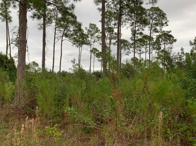 Lehigh Acres Lot For Sale Land Southwest Florida