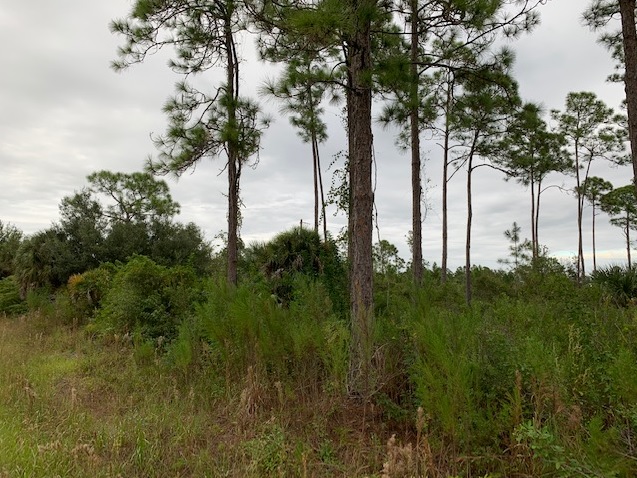 Lehigh Acres Florida Lot Southwest Florida Land